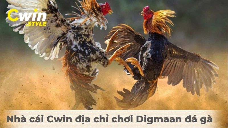 Hướng dẫn cách chơi Digmaan đá gà Cwin - Bí quyết dành phần thắng - Aovbuilds Nha cai Cwin dia chi choi Digmaan da ga - Aovbuilds