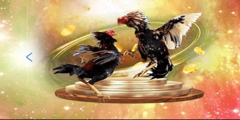 Đá Gà Cựa Dao 188bet – Hấp Dẫn Cho Bạn Cơ Hội Làm Giàu - Aovbuilds da ga cua dao 188bet co su muot ma voi nhieu thanh vien - Aovbuilds