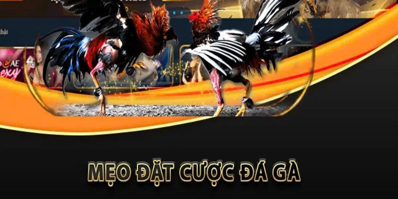 Đá Gà Cựa Dao 188bet – Hấp Dẫn Cho Bạn Cơ Hội Làm Giàu - Aovbuilds da ga cua dao 188bet - Aovbuilds