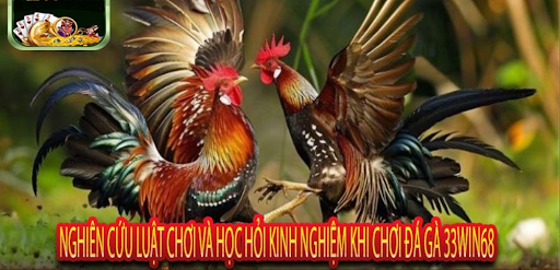 33WIN68 trải nghiệm đá gà mượt mà tối ưu thời điểm vào lệnh - Aovbuilds unnamed 2 2 - Aovbuilds
