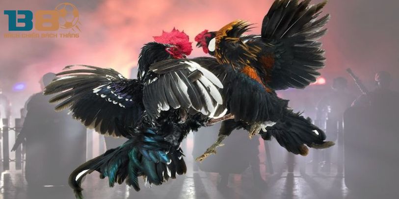 cac thuat ngu pho bien trong sanh da ga b8 ban nen biet - Aovbuilds