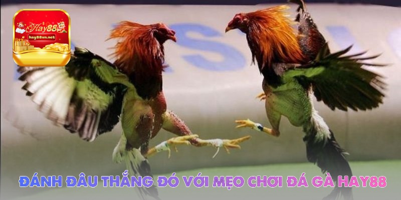 danh dau thang do voi meo choi da ga hay88 - Aovbuilds