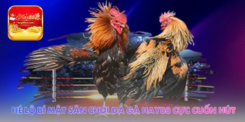 he lo bi mat san choi da ga hay88 cuc cuon hut - Aovbuilds