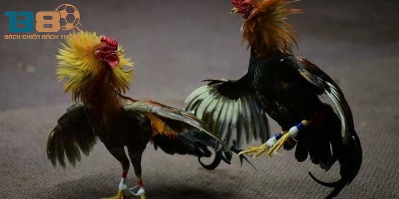 he thong phan thuong va cach nhan thuong tai da ga b8 - Aovbuilds