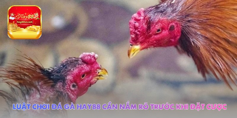 luat choi da ga hay88 can nam ro truoc khi dat cuoc - Aovbuilds