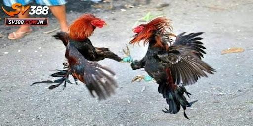 unnamed 4 2 - Aovbuilds