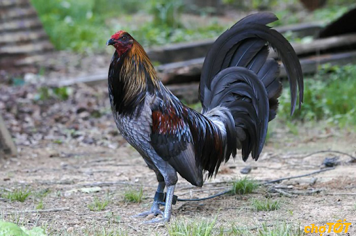 Gà Mỹ – Giống Gà Chọi Mạnh Mẽ Nhất Thế Giới - Aovbuilds unnamed 5 2 - Aovbuilds