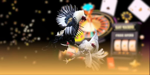 Xem Trực Tiếp Đá Gà Đòn Thomo – Trải Nghiệm Đấu Trường Kịch Tính Chuẩn - Aovbuilds unnamed 57 1 - Aovbuilds