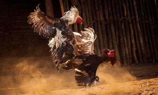 Chiến Thuật Cược Gà Cựa Sắt – Bí Quyết Giành Ưu Thế - Aovbuilds unnamed 6 1 - Aovbuilds