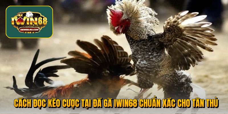 cach doc keo cuoc tai da ga iwin68 chuan xac cho tan thu - Aovbuilds