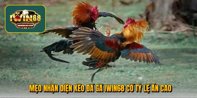 meo nhan dien keo da ga iwin68 co ty le an cao - Aovbuilds