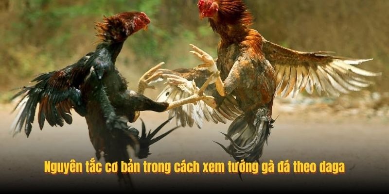 Cách Xem Tướng Gà Đá Thực Chiến Giúp Soi Kèo Chuẩn Tại 777king - Aovbuilds image 40 - Aovbuilds