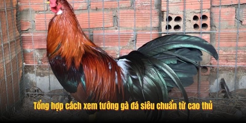 Cách Xem Tướng Gà Đá Thực Chiến Giúp Soi Kèo Chuẩn Tại 777king - Aovbuilds image 41 - Aovbuilds