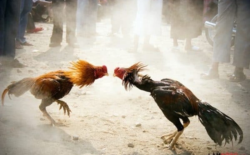 uu diem trai nghiem hinh anh on dinh - Aovbuilds