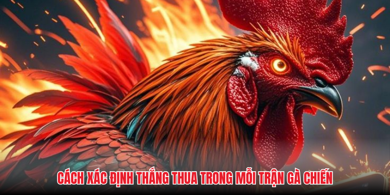 Đá Gà Cựa Dao - Sức Hút Từ Những Trận Chiến Nảy Lửa - Aovbuilds image 142 - Aovbuilds