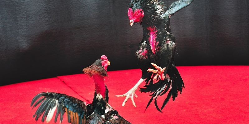 Đá Gà C4 Trực Tiếp – Màn Quyết Đấu Rực Lửa Hấp Dẫn Nhất - Aovbuilds image 27 - Aovbuilds