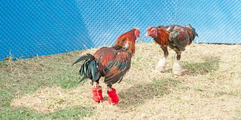 Đá Gà C4 Trực Tiếp – Màn Quyết Đấu Rực Lửa Hấp Dẫn Nhất - Aovbuilds image 29 - Aovbuilds