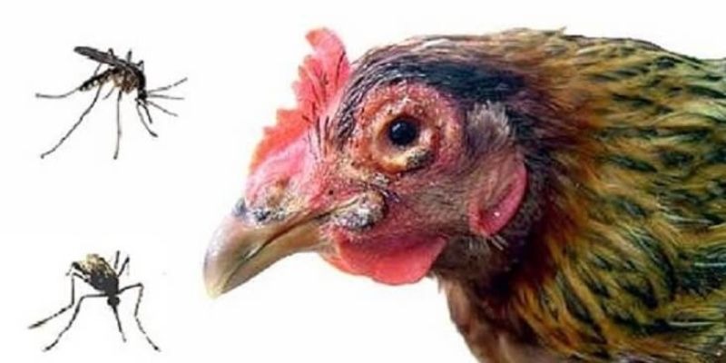 Bệnh Đậu Gà Và Cách Điều Trị Giúp Gia Cầm Luôn Khỏe Mạnh - Aovbuilds image 113 - Aovbuilds