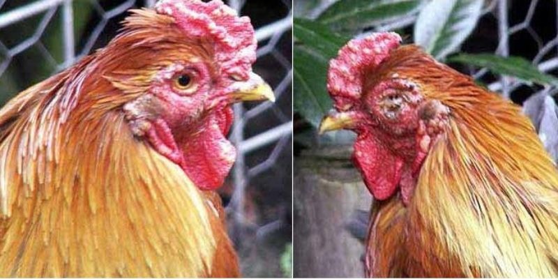 Bệnh Đậu Gà Và Cách Điều Trị Giúp Gia Cầm Luôn Khỏe Mạnh - Aovbuilds image 114 - Aovbuilds