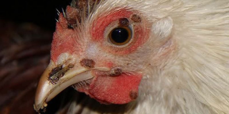 Bệnh Đậu Gà Và Cách Điều Trị Giúp Gia Cầm Luôn Khỏe Mạnh - Aovbuilds image 115 - Aovbuilds